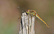 Moustached Darter (male, Sympetrum vulgatum)